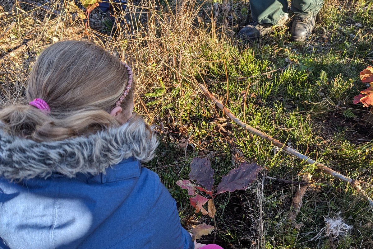 Kind pflanzt bei der Aktion Heute für Morgen pflanzen eine junge Eiche in den Waldboden bei Winterberg
