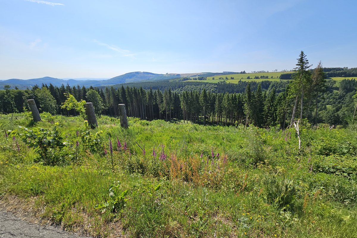 Blick vom Schmantelweg bei Winterberg über Fichtenwald und die Höhen des Sauerlands