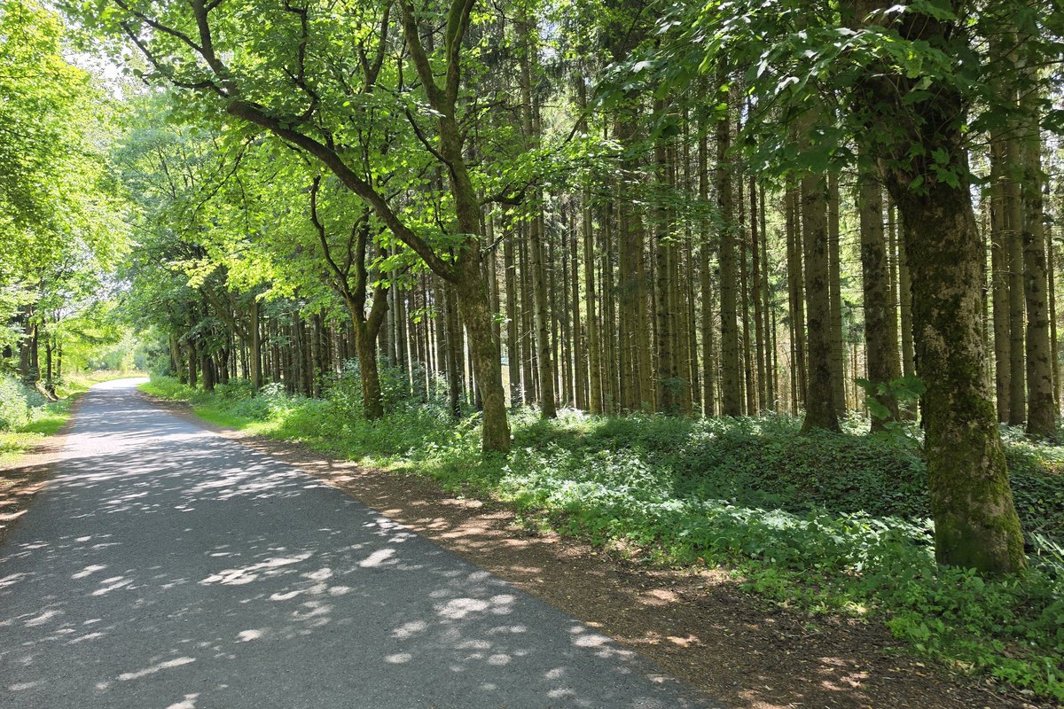 Sonniger Wanderweg durch den Wald bei Winterberg im Sommer